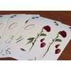 image:imageBlue Orange Games Rose Ceremony Board Game New Strategy Bluffing Game for 3 to 6 Players Recommended for Ages 8 amp up